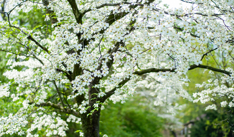 White blooms of dogwood tree